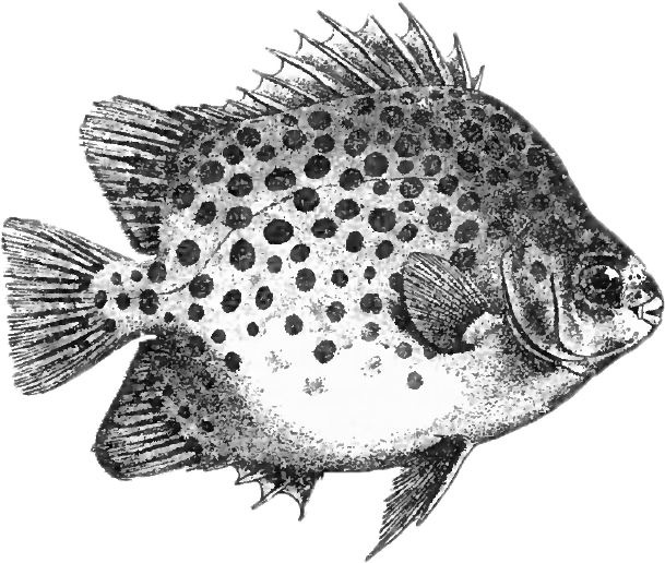 picture of a scatophagus