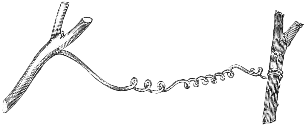 picture of a tendril